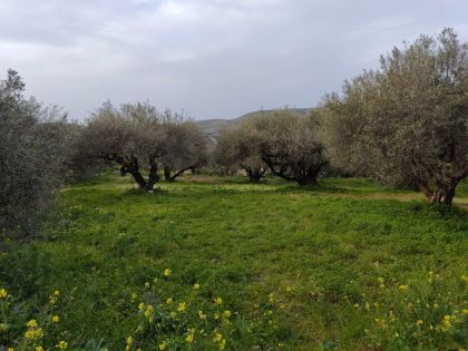 ΑΣΤΡΑΚΟΙ