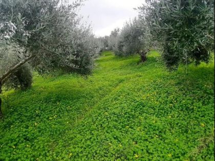 ΓΩΝΙΕΣ 