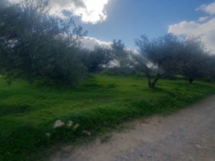ΑΡΧΟΝΤΙΚΟ