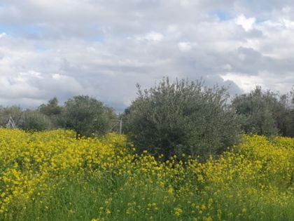 ΣΚΑΛΑΝΙ