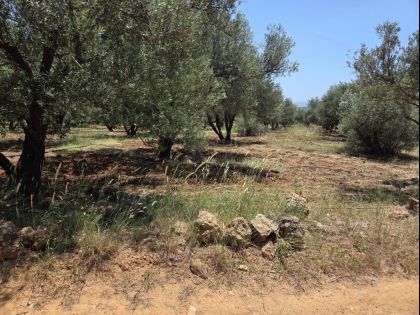 ΡΟΥΣΣΟΧΩΡΙΑ