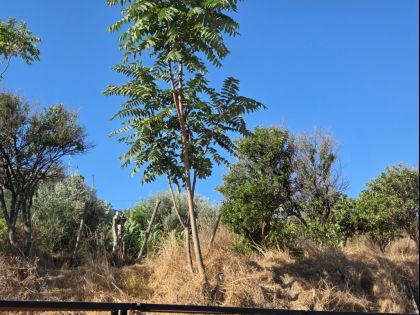 ΠΕΖΑ