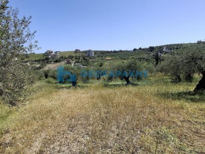 ΠΑΤΣΙΔΕΣ