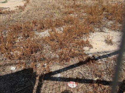 αγγελία