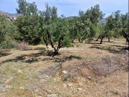 ΒΕΝΕΡΑΤΟ