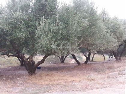 ΔΡΑΚΟΥΛΙΑΡΗΣ