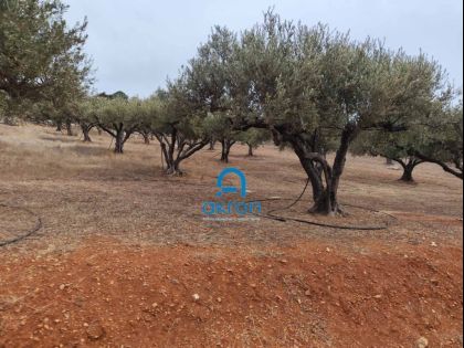 ΣΓΟΥΡΟΚΕΦΑΛΙ