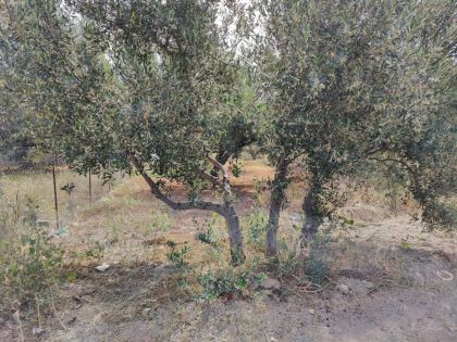 ΑΓΙΟΣ ΙΩΑΝΝΗΣ ΚΝΩΣΟΥ