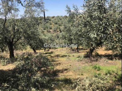 ΑΡΧΟΝΤΙΚΗ