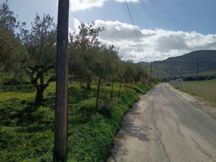 ΦΟΙΝΙΚΙΑ