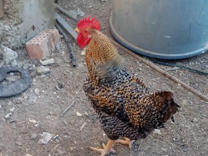 ΠΕΤΕΙΝΟΙ