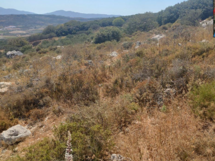 ΖΙΝΤΑ