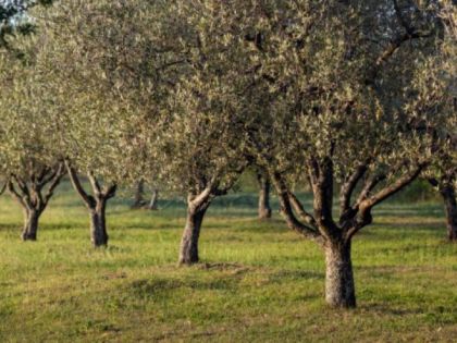 ΦΡΟΝΤΙΔΑ, ΚΑΛΛΙΕΡΓΕΙΑ & ΣΥΓΚΟΜΙΔΗ: