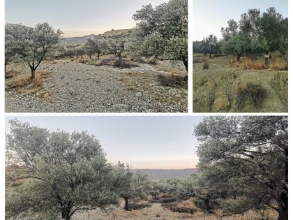 ΚΑΠΠΑΡΙΑΝΑ 