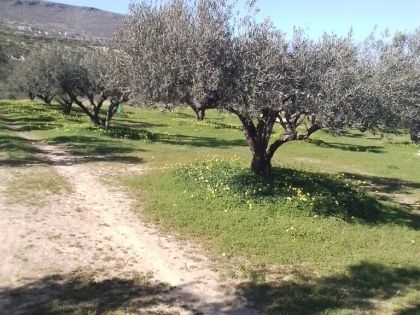 ΓΟΥΡΝΕΣ ΠΕΔΙΑΔΟΣ