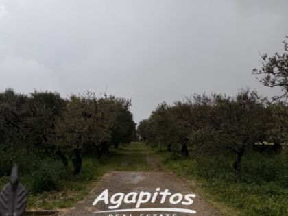 ΝΙΠΙΔΙΤΟΣ