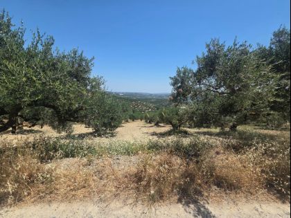 ΚΑΛΛΟΝΗ