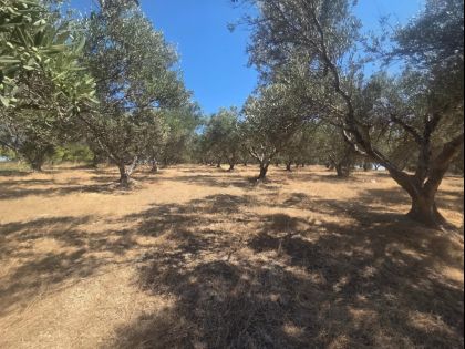 ΣΚΑΛΑΝΙ