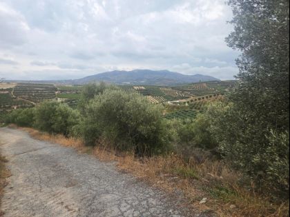 ΦΟΙΝΙΚΙΑ