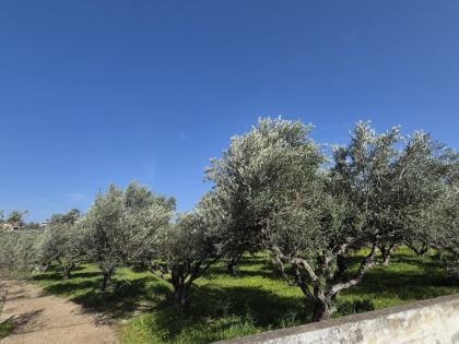 ΦΟΙΝΙΚΙΑ