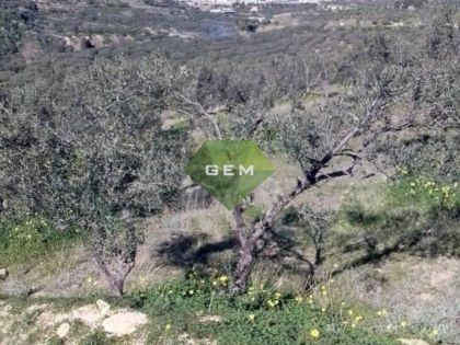 ΓΟΥΡΝΕΣ ΠΕΔΙΑΔΟΣ