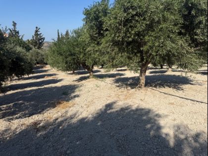 ΔΑΦΝΕΣ