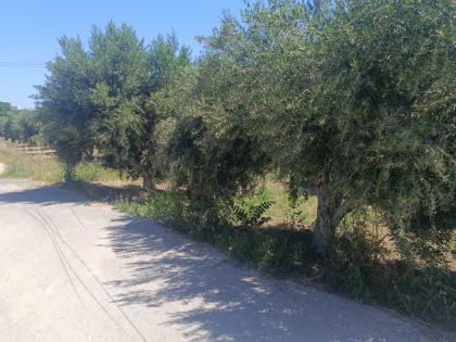ΤΣΑΛΙΚΑΚΙ: