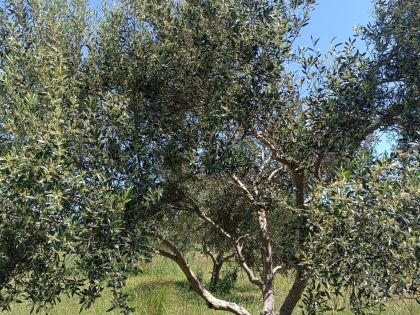 ΦΡΟΝΤΙΔΑ & ΠΕΡΙΠΟΙΗΣΗ ΕΛΑΙΟΔΕΝΤΡΩΝ: