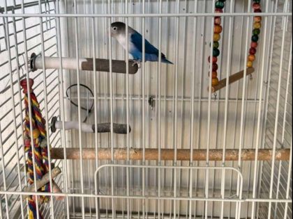 ΠΑΠΑΓΑΛΟΣ LOVEBIRD
