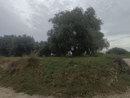 ΤΥΛΙΣΣΟΣ