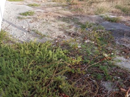 ΜΕΣΑΜΠΕΛΙΕΣ ΑΡΤΙΟ Κ ΟΙΚΟΔΟΜΗΣΙΜΟ ΟΙΚΟΠΕΔΟ 480 ΤΜ