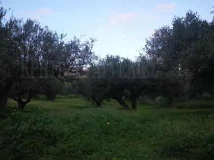 ΚΟΡΩΝΗ ΜΑΓΑΡΑ
