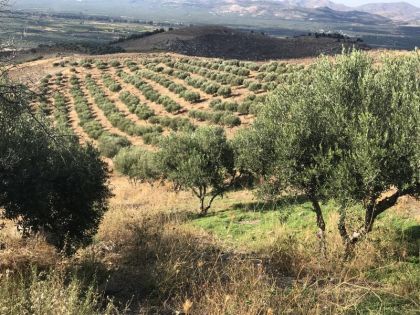αγγελία