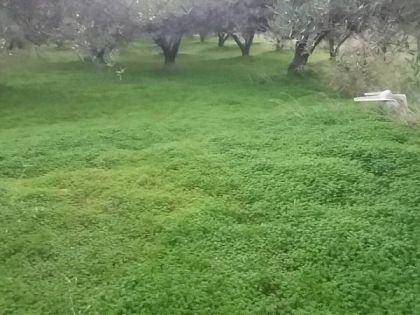 ΦΙΛΟΘΕΗ