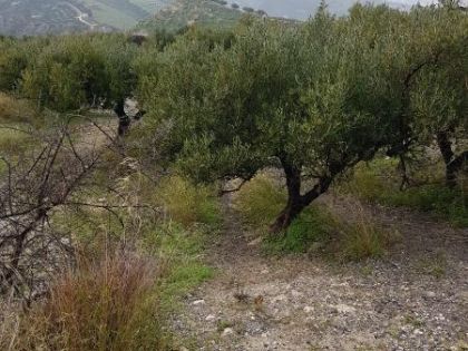 ΑΓΙΟΣ ΒΛΑΣΙΟΣ