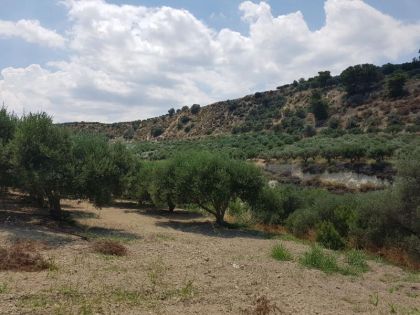 αγγελία