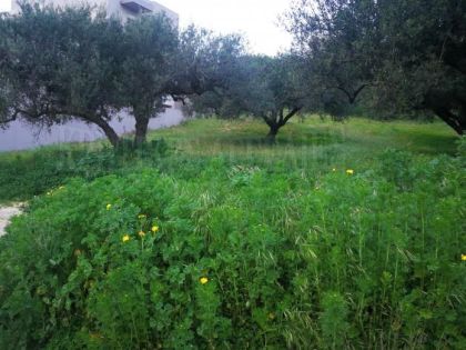 ΚΟΡΩΝΗ ΜΑΓΑΡΑ