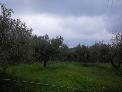 ΜΑΡΑΘΙΤΗΣ