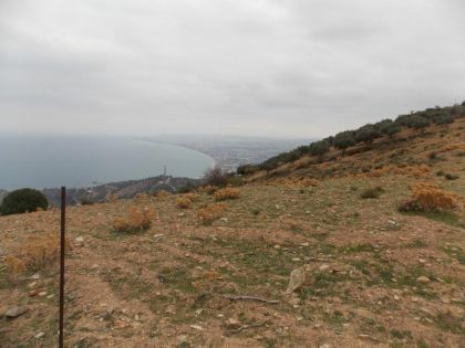 ΡΟΔΙΑ