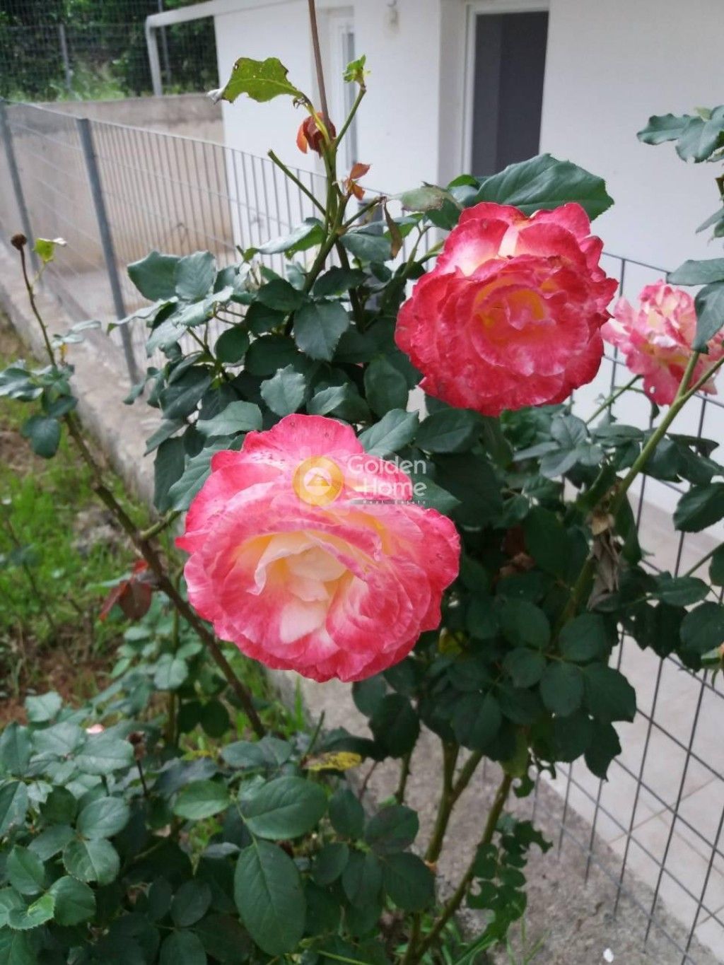 εικόνα αγγελίας