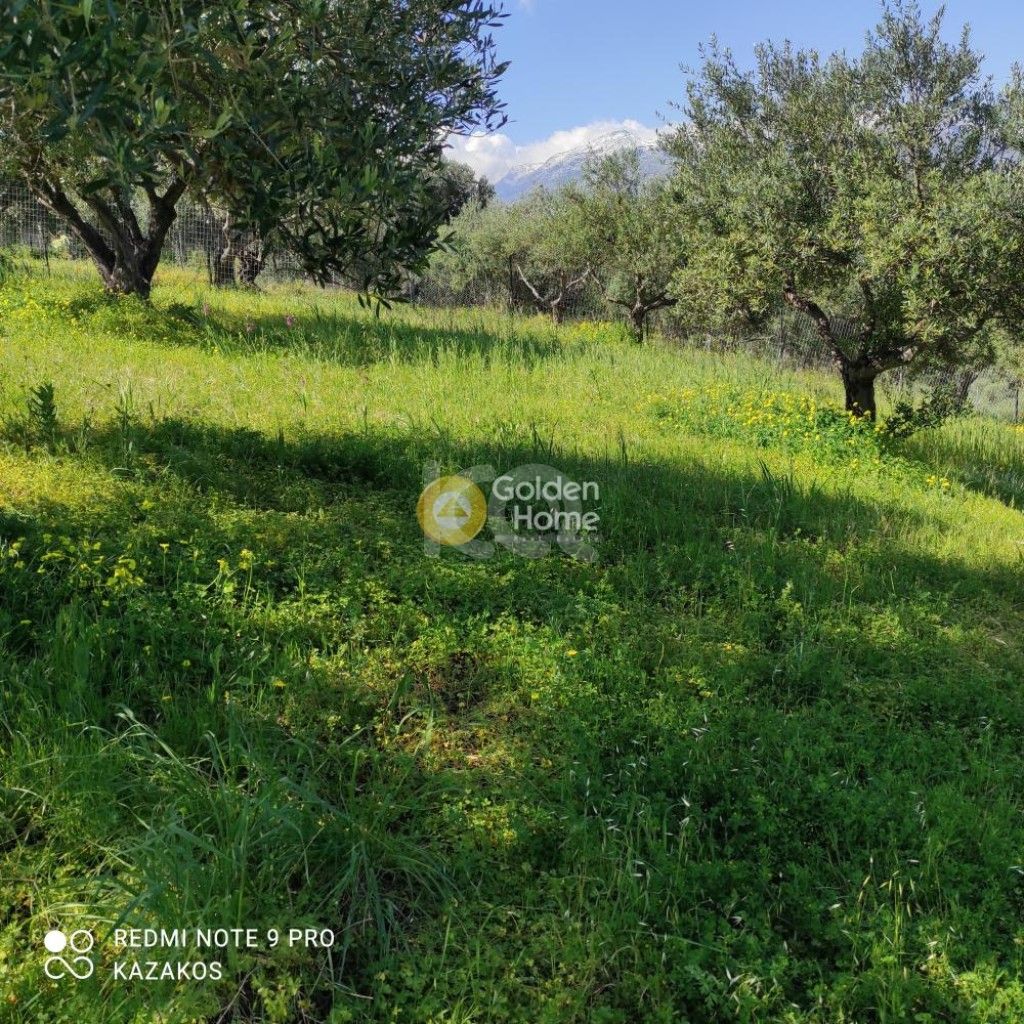 εικόνα αγγελίας