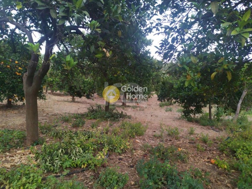 εικόνα αγγελίας