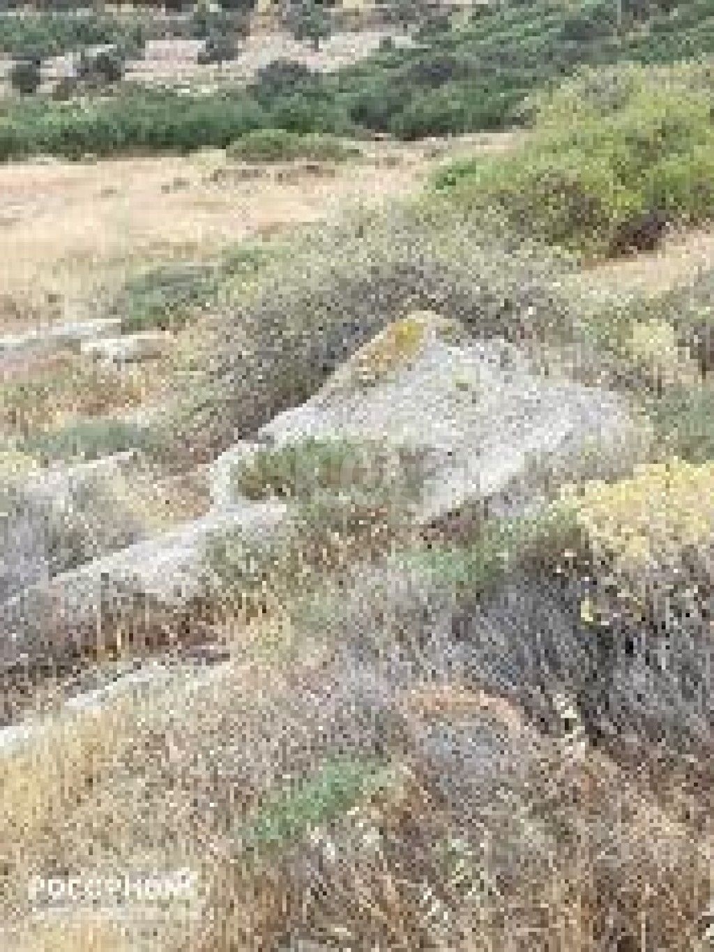 εικόνα αγγελίας