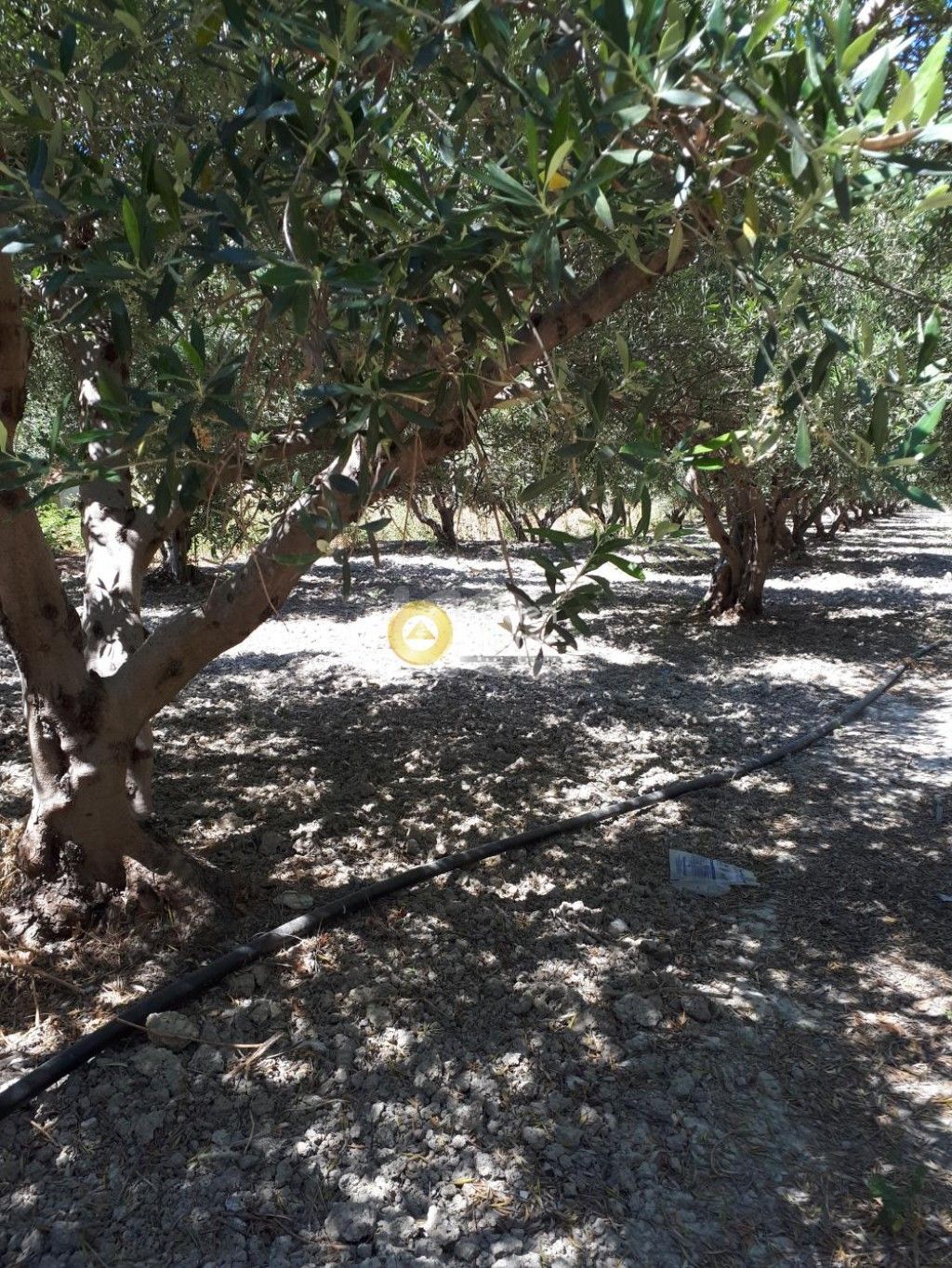 εικόνα αγγελίας