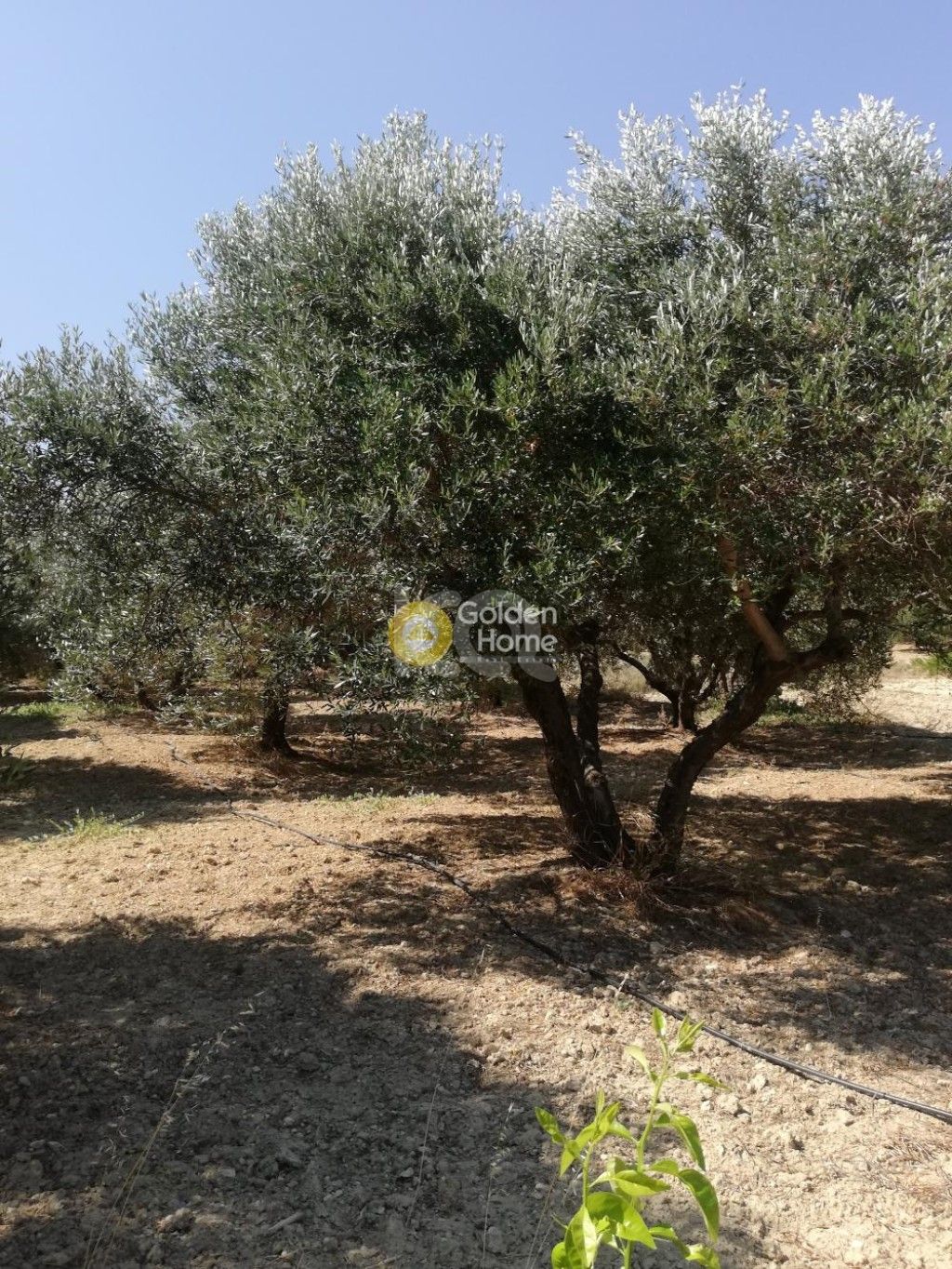 εικόνα αγγελίας