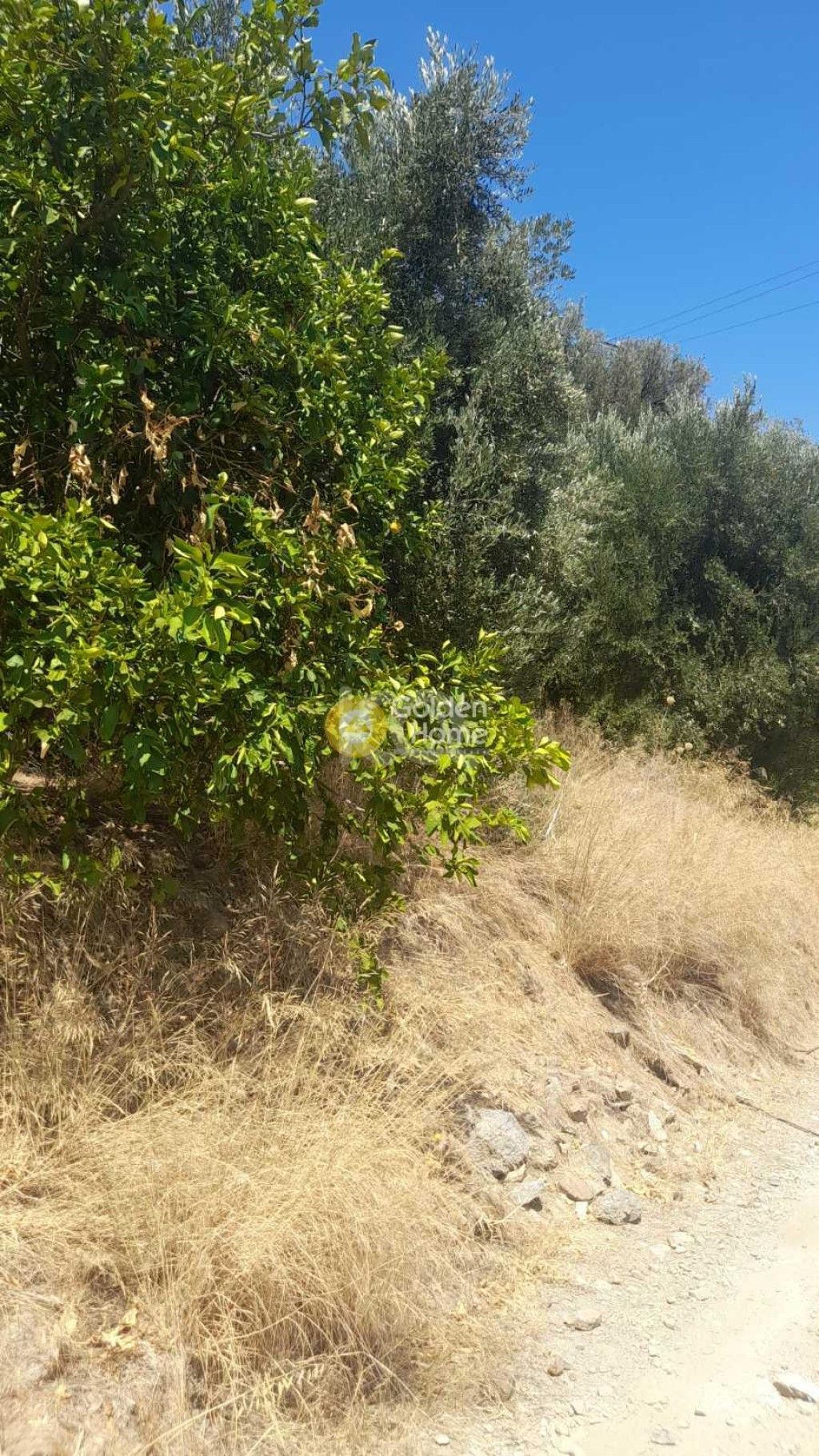 εικόνα αγγελίας