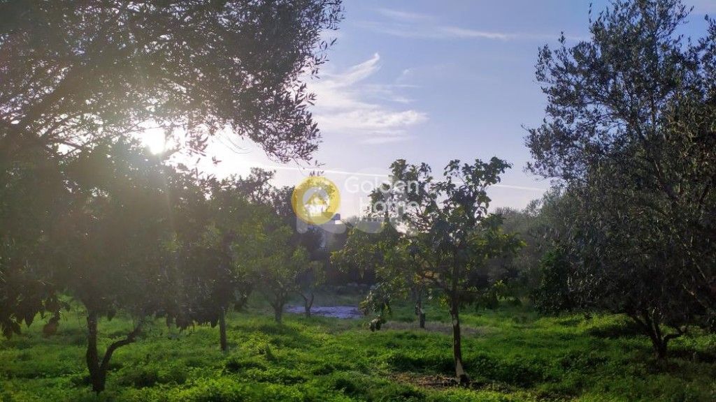 εικόνα αγγελίας