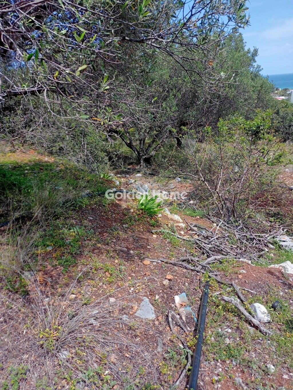 εικόνα αγγελίας