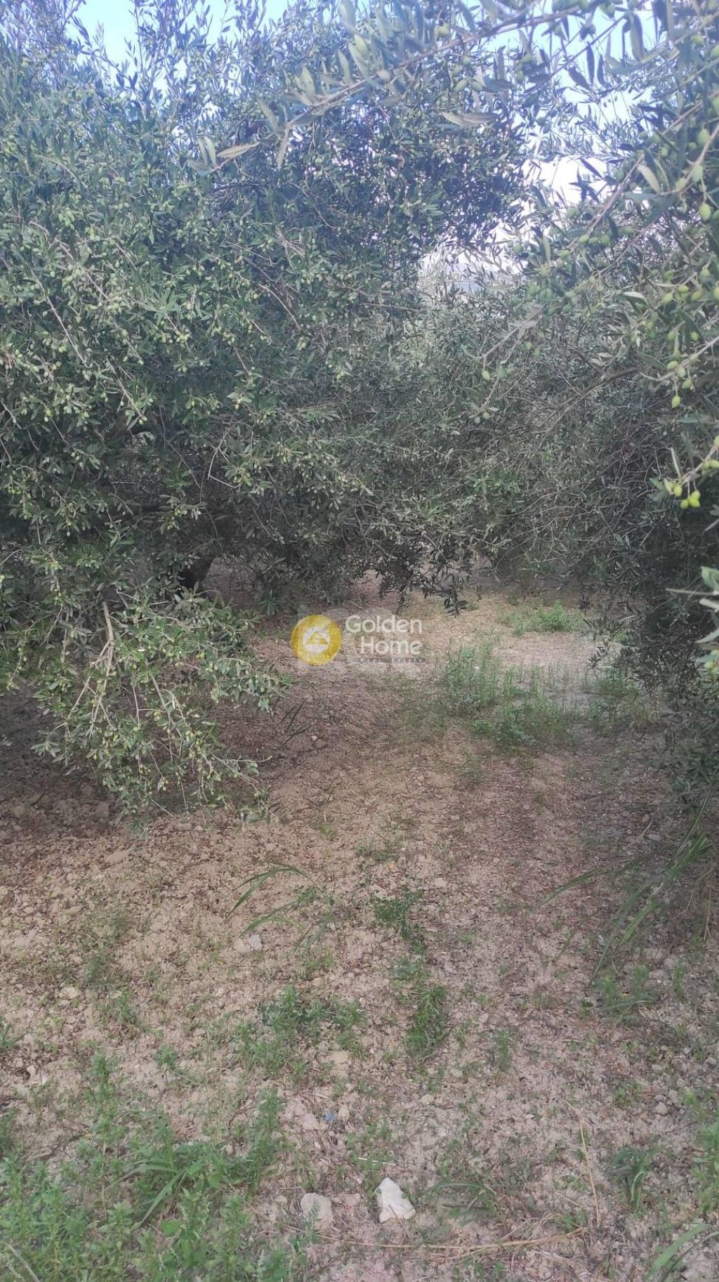 εικόνα αγγελίας