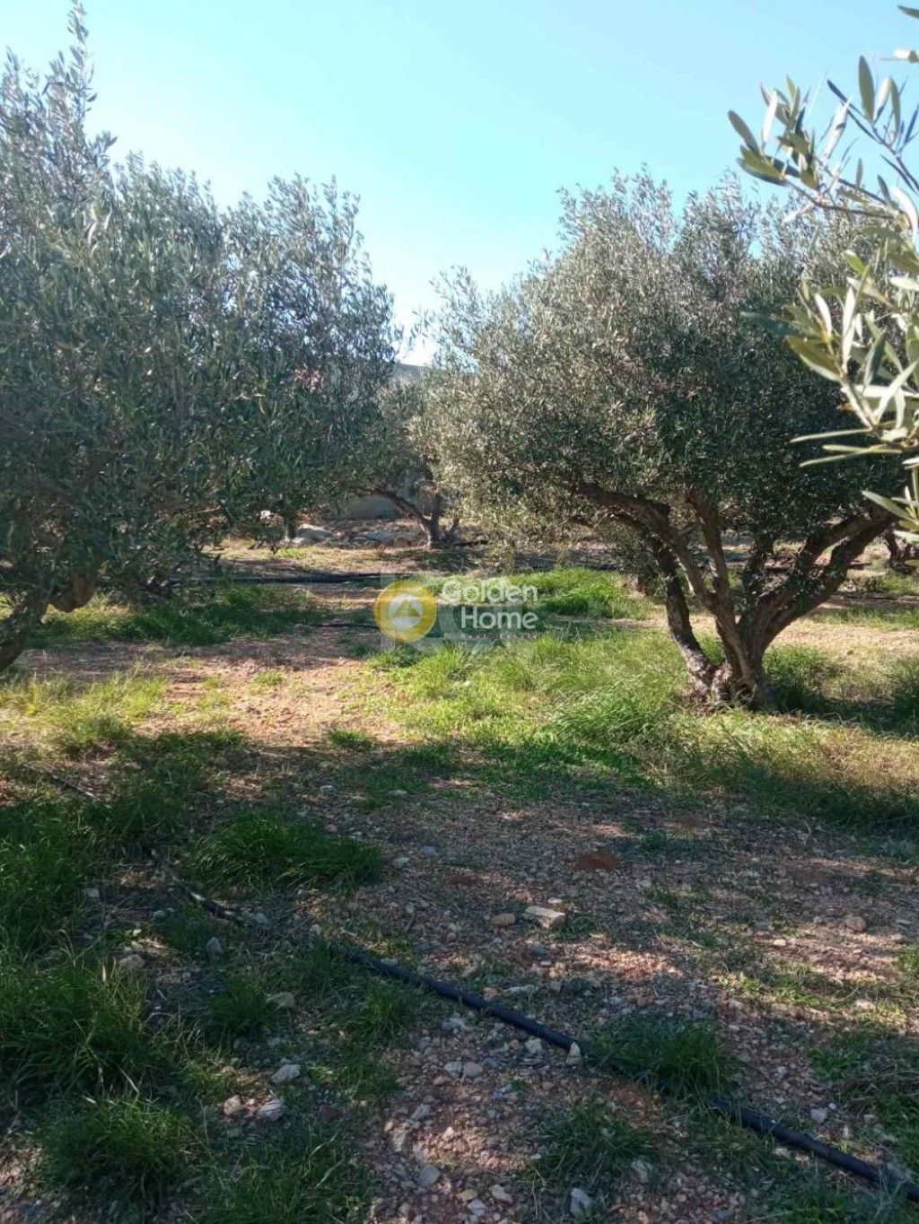 εικόνα αγγελίας